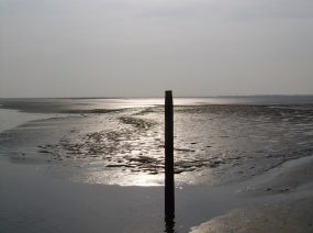 het drooggevallen wad Waddenzee Friesland
