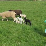 Lammetjes op camping it Dreamlân Friesland